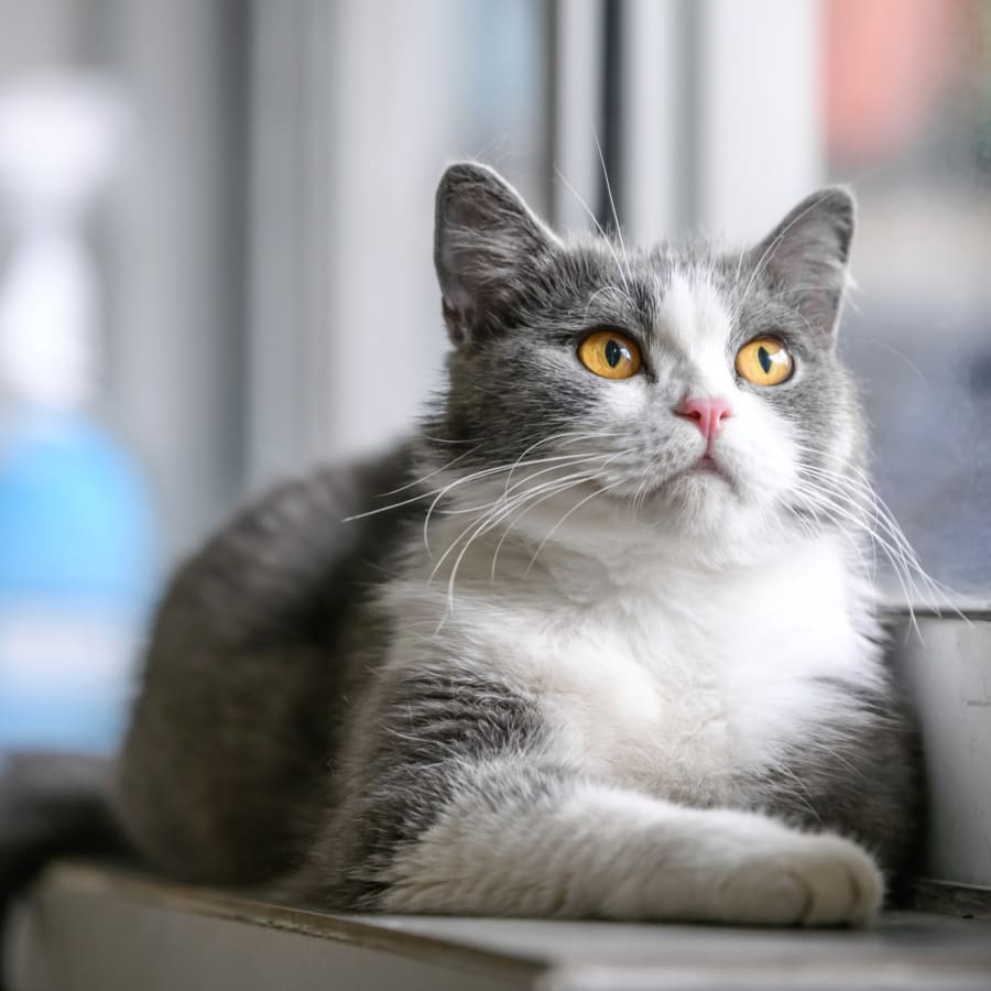 About Goleta Airport Pet Hospital | Goleta Animal Clinic