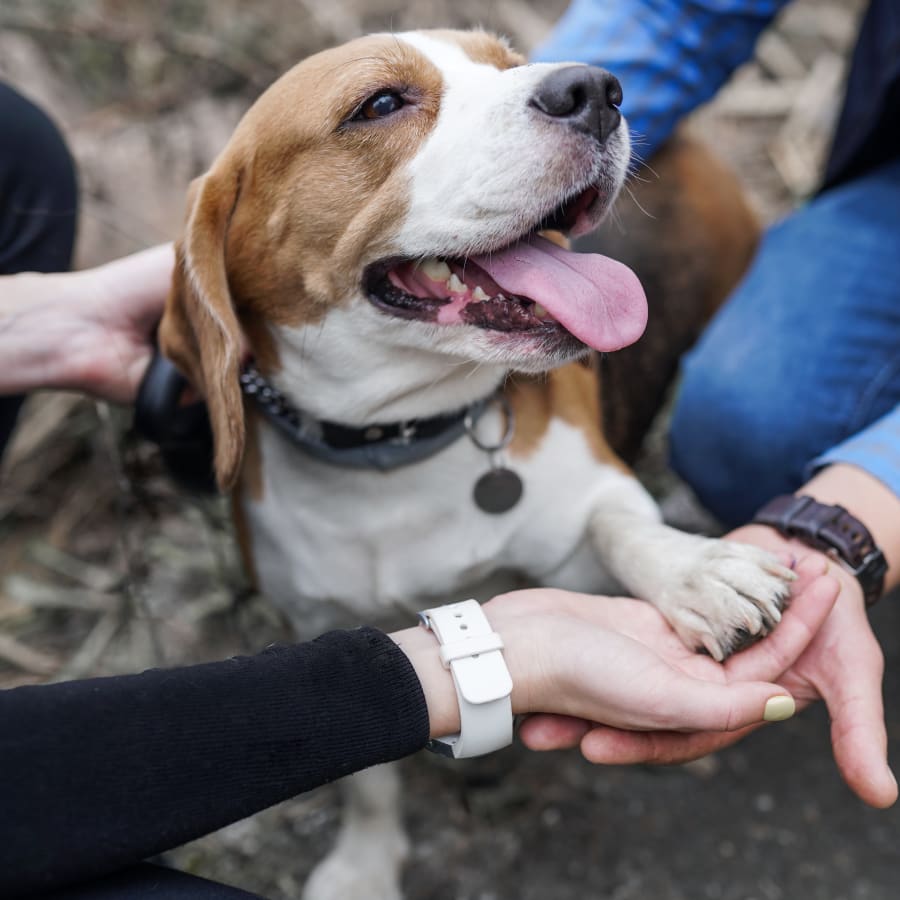 Geriatric Care for Pets, Goleta