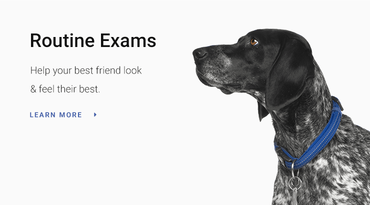 Dog Wellness Exams at Goleta Airport Pet Hospital