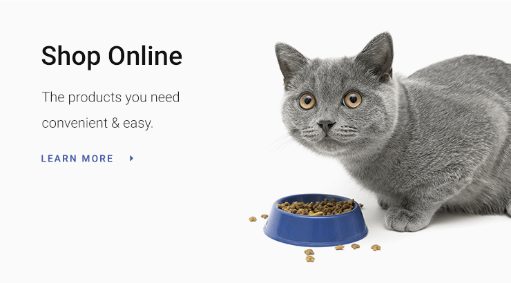 Cat Check Up at Goleta Airport Pet Hospital