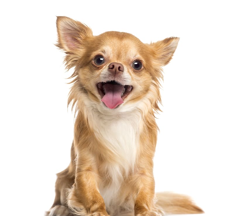 Small Dogs, Goleta Airport Pet Hospital